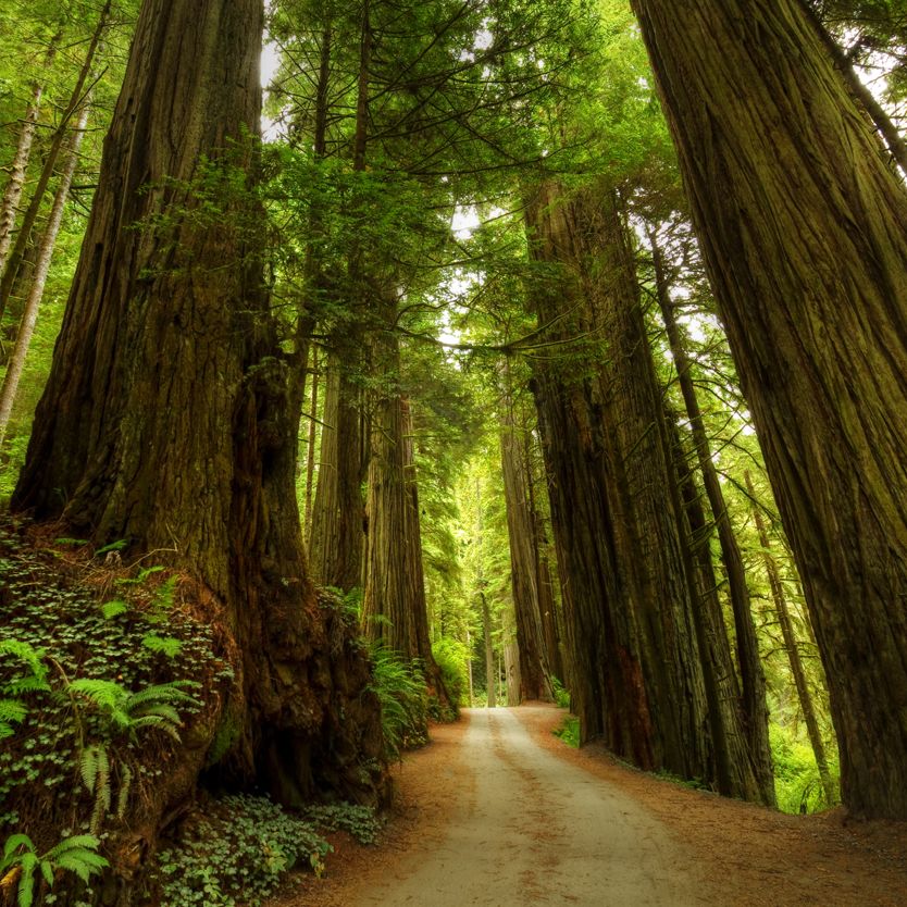 path in forest